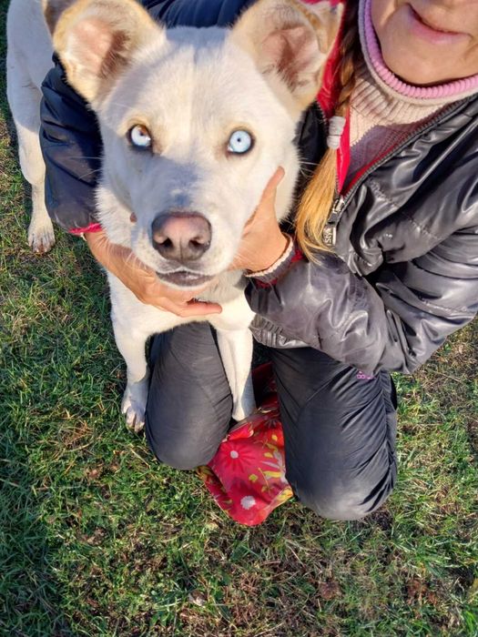 Собачка шукає домівку