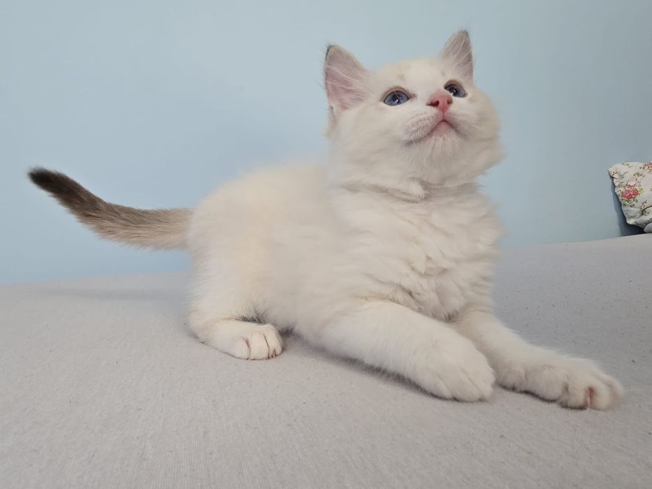 Kinder Ragdoll Bicolor, rodowód