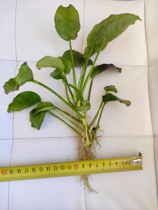 Sprzedam Anubiasa Giganta