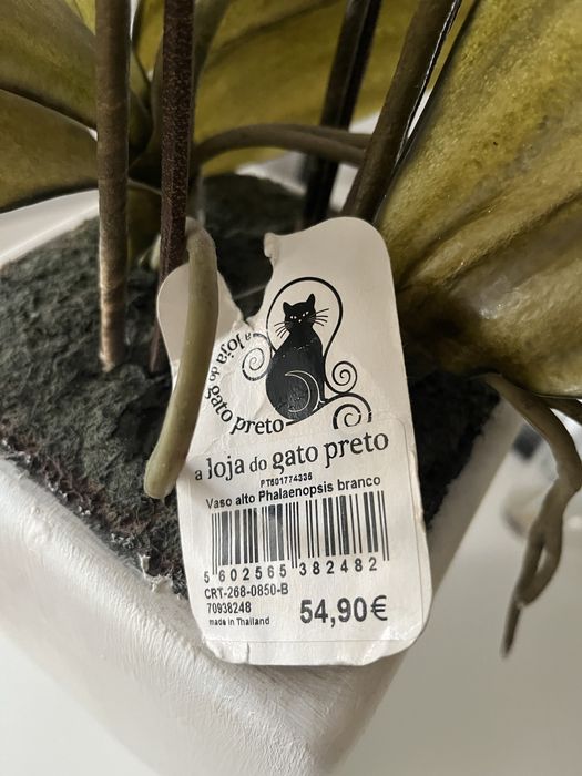 Orquídea loja do gato preto