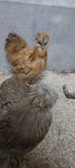 Kogut Kura ozdobne Silka jedwabista i satynowa, Gołoszyjki