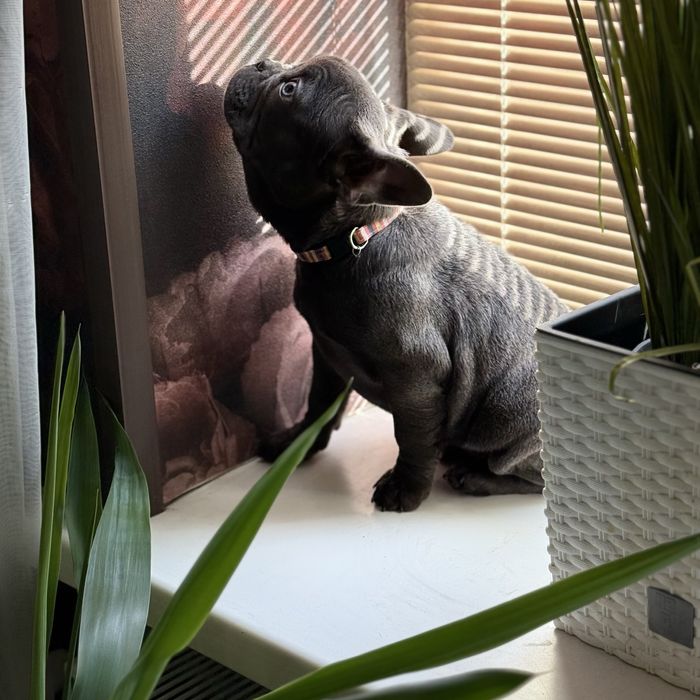 Серая милашка ищет себе новую семью:)