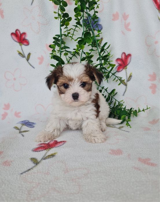 Estupendo mini Yorkshire Beiwer de Qualidade