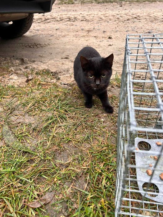 Bezbronna koteczka błaga o dom