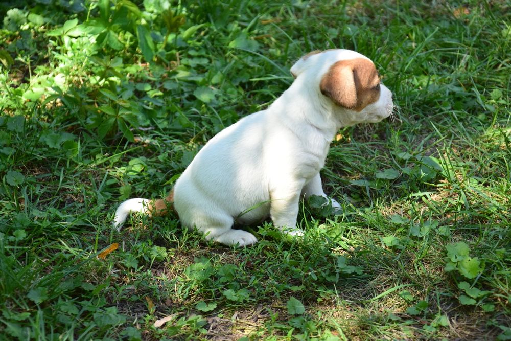 Jack Russell terrier pies