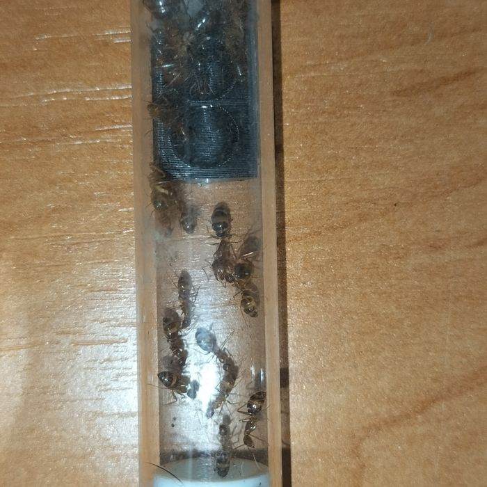 Mrówki Camponotus Maculatus Subnudus