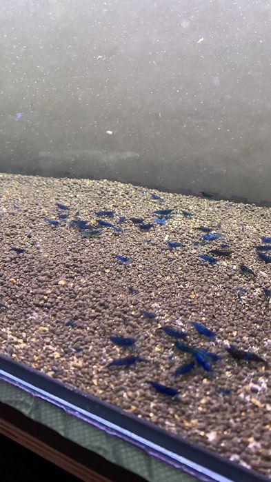 Krewetki neocaridina niebieskie blue dream