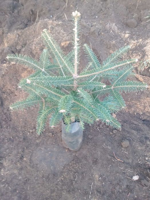 Пихта испанская, кавказская