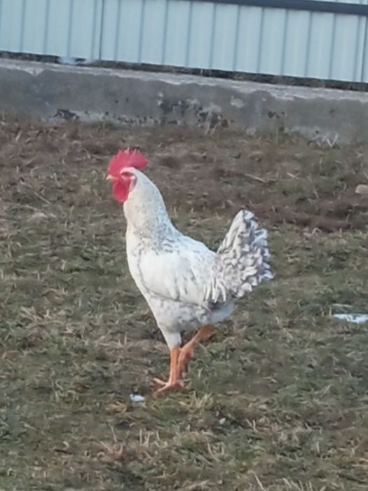 Півень Когут домашнього господарства