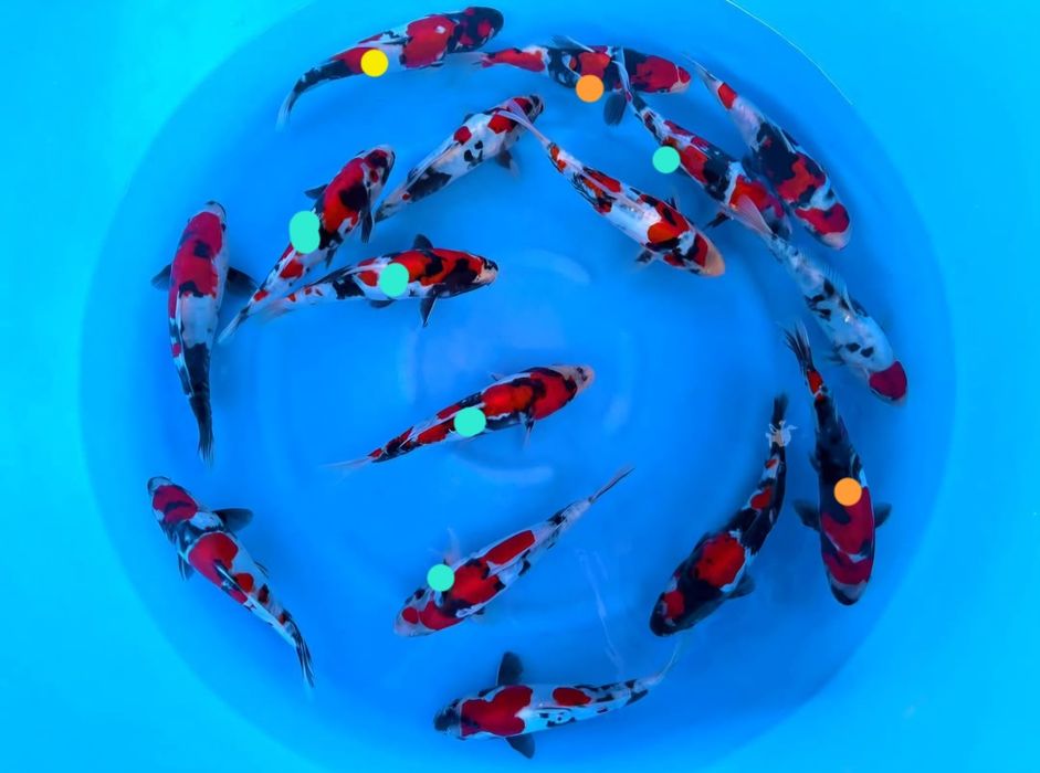 Carpa Koi - Doitsu  Showa 22-25cm