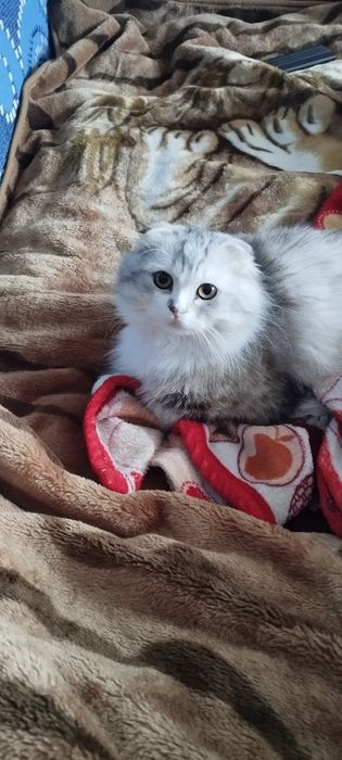Вісловухий котик шукає подругу