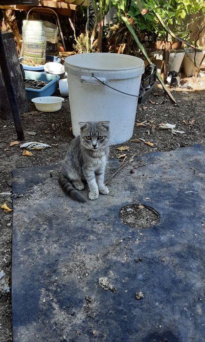 Шотландські кошенята