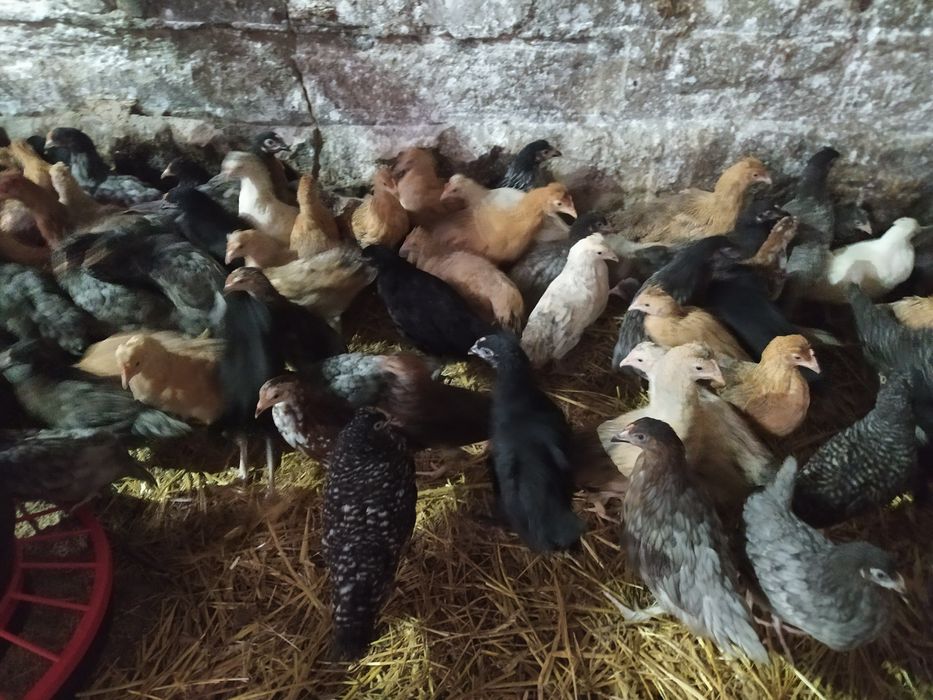 Kury nioski rosa, leghorn, dominant blue, green shell, blue shell,dark