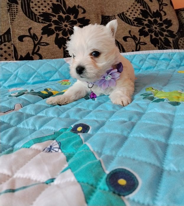 West Highland White Terrier