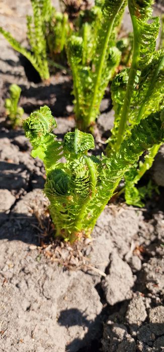 Hosta piekna dużą sadzonka dostepne rownoez rozchodniki i paprocie