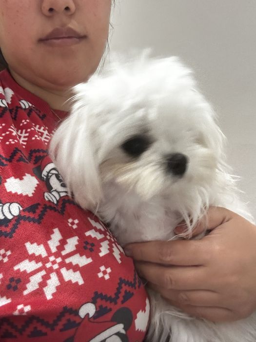 Maltese Coreano male