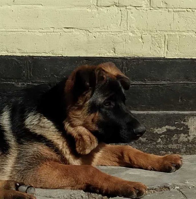 Німецька вівчарка