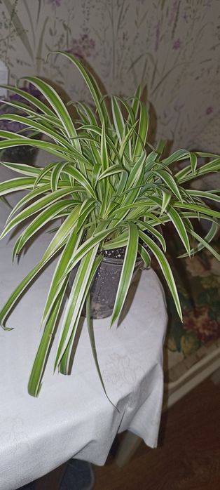 Продам Хлорофітум