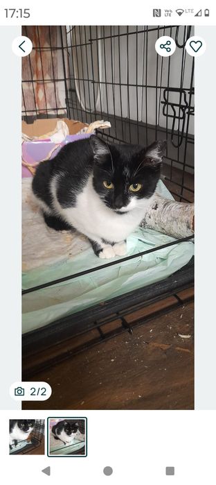 Śliczna kotka do adopcji