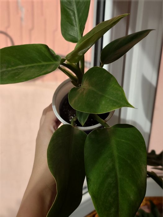 ФИЛОДЕНДРОНЫ разные сорта