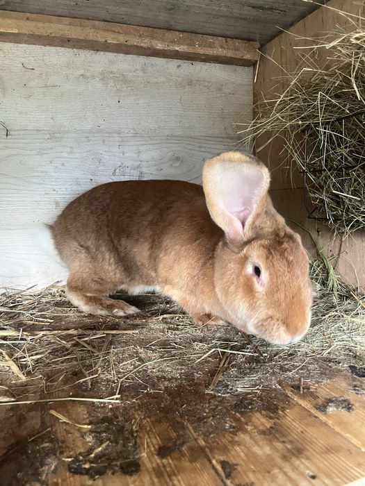 Samica królika mieszaniec zakocona