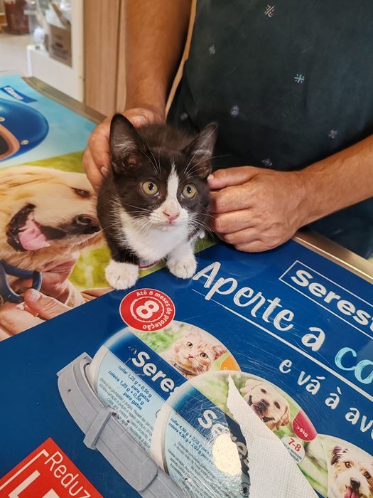 Gatinha 2 meses e meio