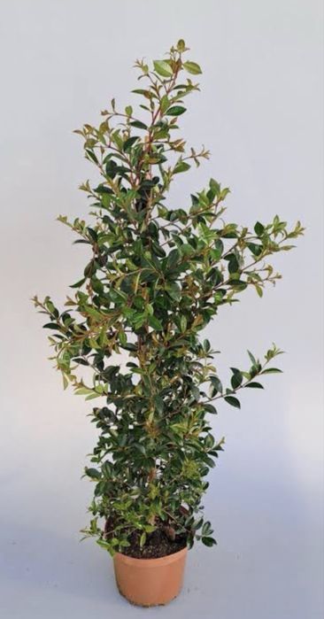 Eugenia Myrtifolia Newport - 100 -110 cm
