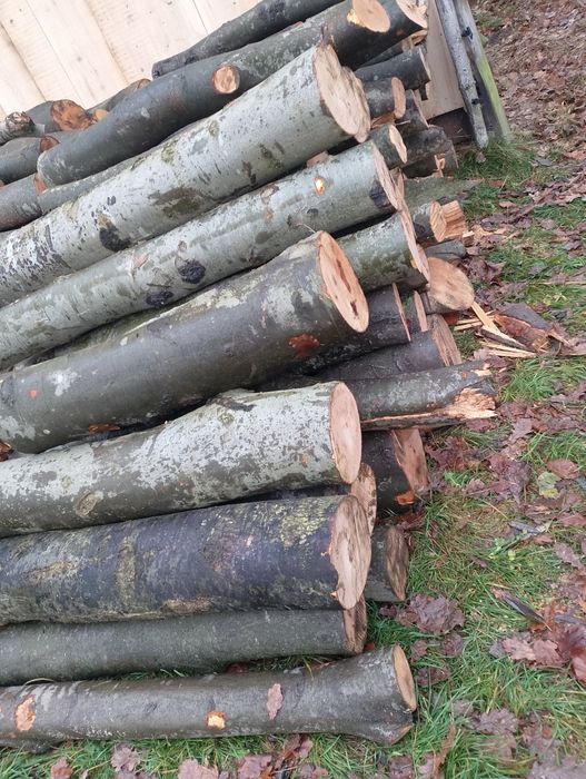Drzewo bukowe Drewno opałowe kominkowe buk