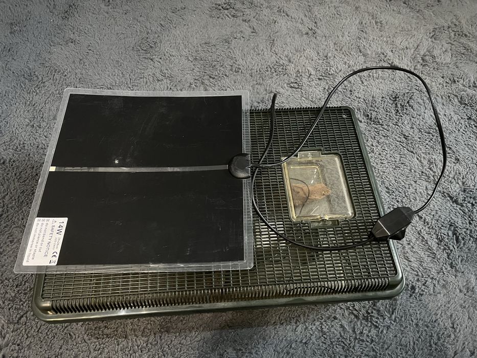 Terrarium dla węża