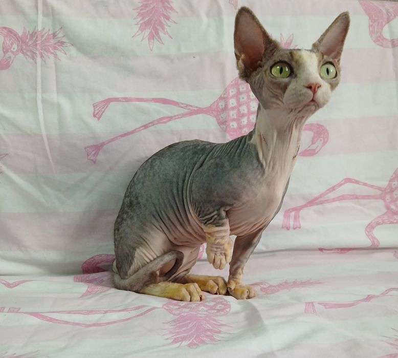 Киця бамбіно крупна, не стерилізована