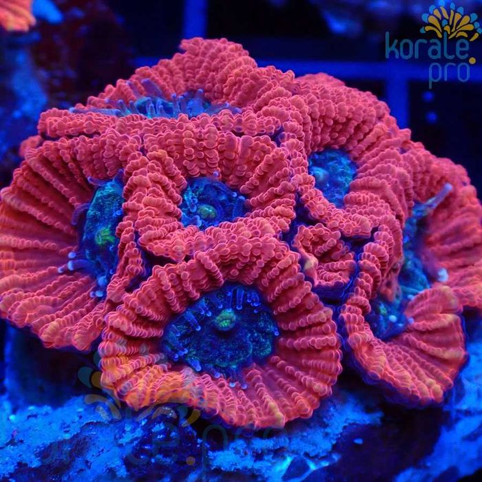 Acanthastrea red koralowiec akwarium morskie Korale.Pro koralowce