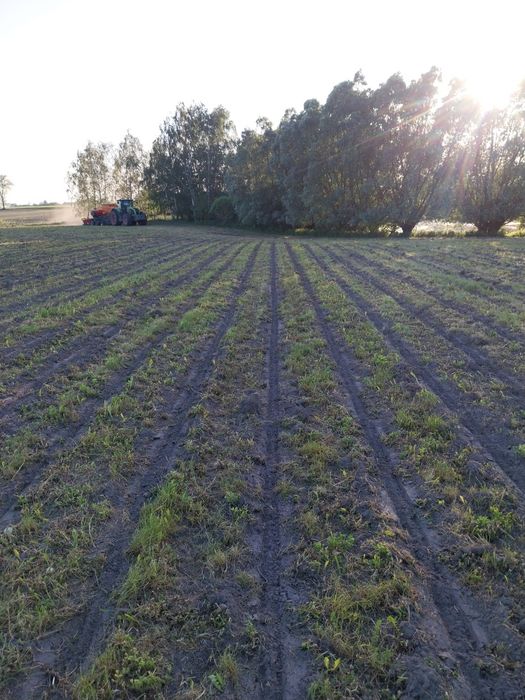 Siew pasowy rzepaku, zbóż, kukurydzy, strip-till uprawa pasowa