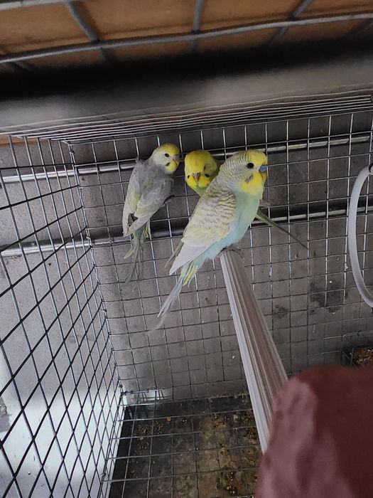 Piriquitos australianos arco íris mutações de 2025