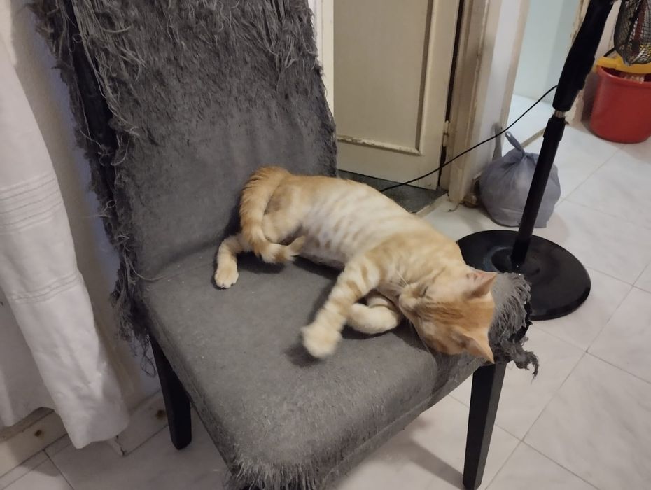 Gato meigo para adoção