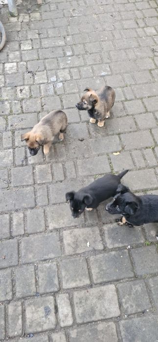 Віддам гарних цуценят тато пікінес