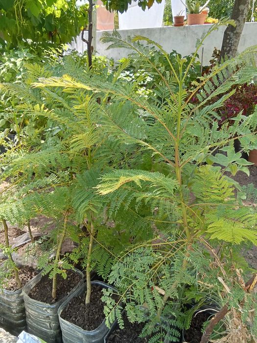 Jacarandás - Planta até 80 cm