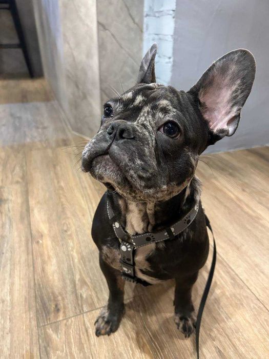 Французький бульдог шукає Принцесу для потомства. Случка.