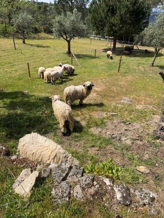 2 Valais Blacknose – Casal Disponível
