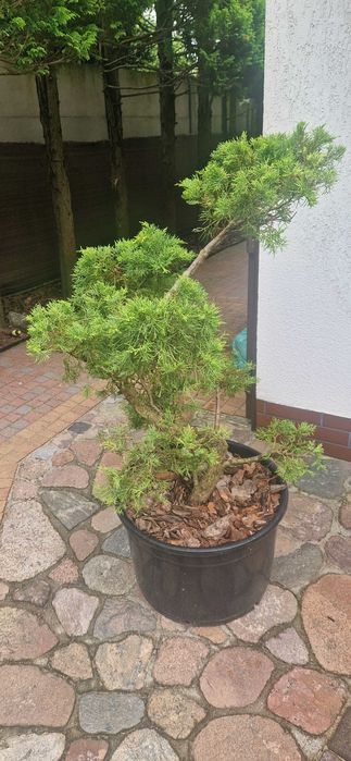 Sprzedam bonsai do ogrodu