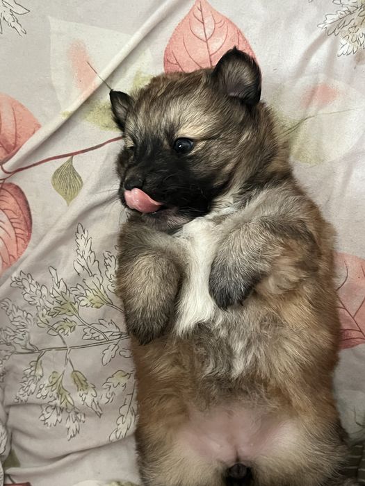 Віддам цуценя