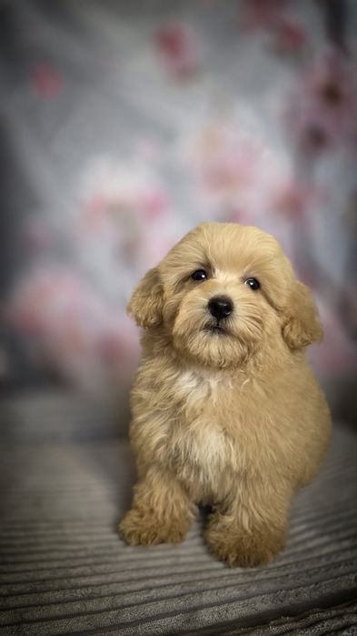 Mini XXS karmelowy chłopiec Maltipoo