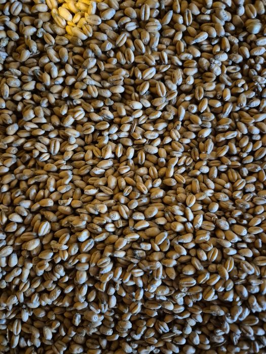 Przenica odmiana euforia I owies Bingo