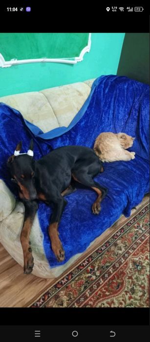 продам Доберман  девочка.