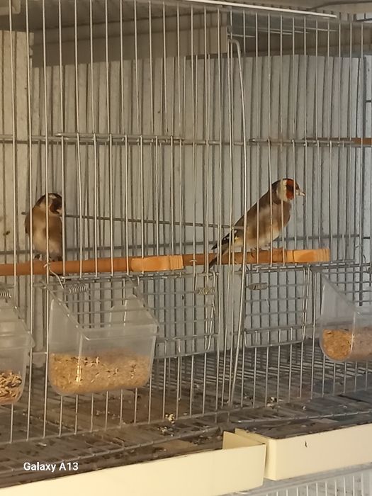 Carduelis carduelis