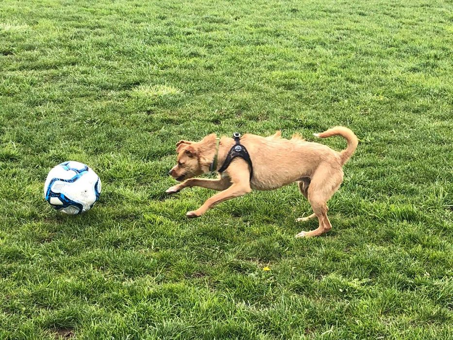 Gryfik - w typie Terrier; młody, mały i aktywny