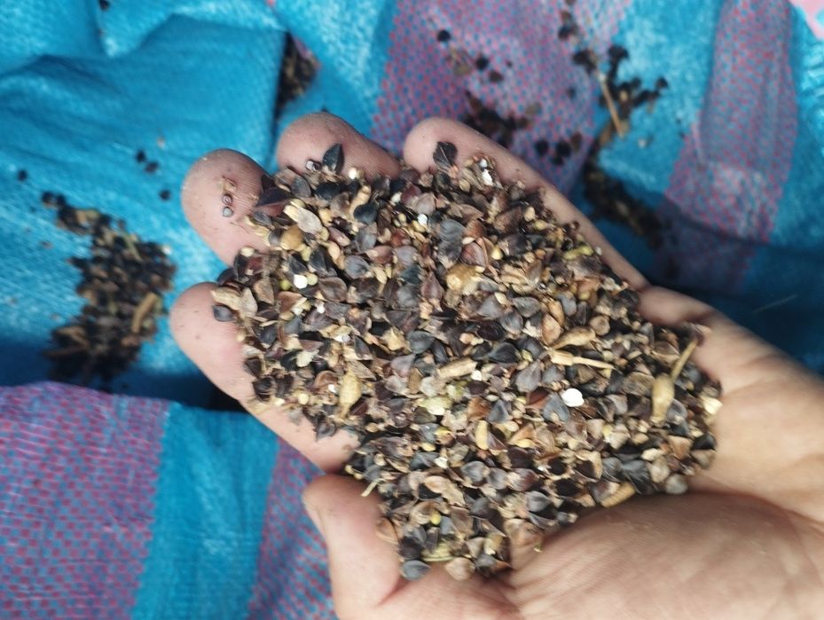 Gryka tatarka do siewu na poplon itp