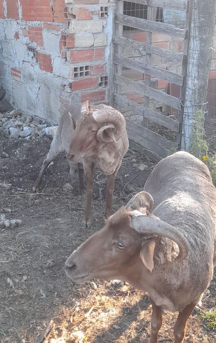 Carneiro  Saloio 18 meses