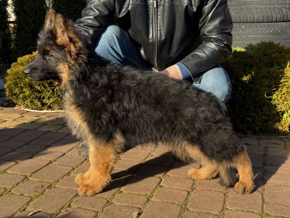 Owczarek Niemiecki Długowłosy ZKwP / FCI szczenię