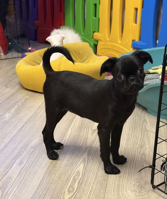 Пті брабансон дівчинка