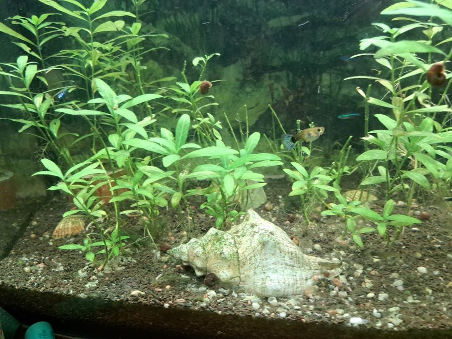 Sprzedam duży akwarium